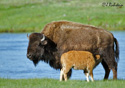 Bison bison